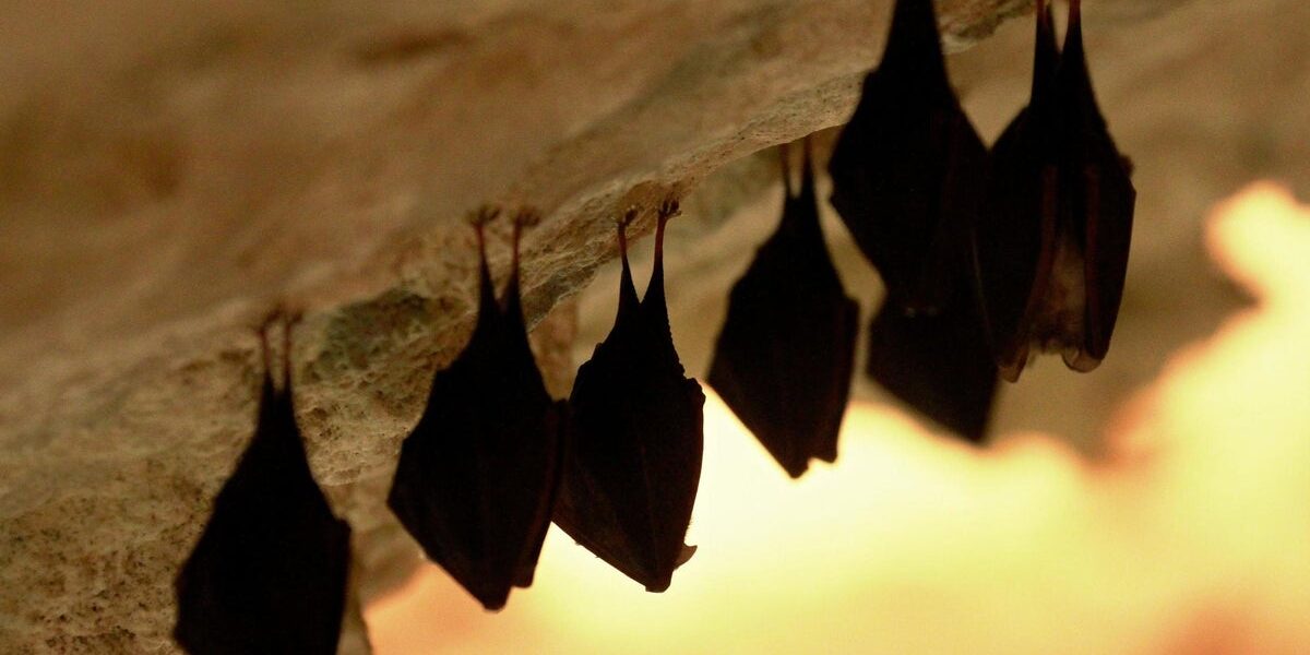 Bats Invade Washington School: Eight Found in Two Weeks Amid Wildlife Protection Rules Bats Invade Washington School: Eight Found in Two Weeks Amid Wildlife Protection Rules