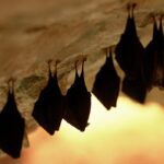 Bats Invade Washington School: Eight Found in Two Weeks Amid Wildlife Protection Rules