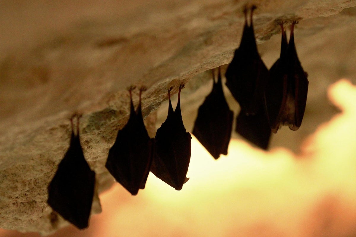 Bats Invade Washington School: Eight Found in Two Weeks Amid Wildlife Protection Rules