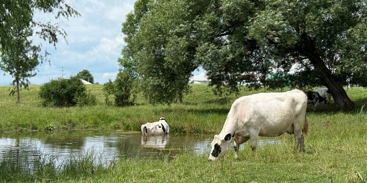 Farm Schools Cost K: Students Learn to Raise Pigs and Harvest Corn for College Admissions