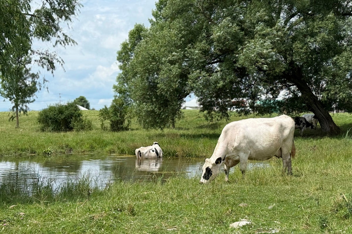 Farm Schools Cost K: Students Learn to Raise Pigs and Harvest Corn for College Admissions