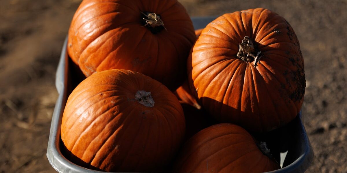 Pumpkin Heist: Thieves Steal 95% of Farm’s Crop Before Fall Event Pumpkin Heist: Thieves Steal 95% of Farm’s Crop Before Fall Event
