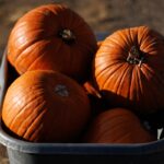 Pumpkin Heist: Thieves Steal 95% of Farm’s Crop Before Fall Event
