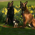 Why Do Large Dog Breeds Have Shorter Lives? New DNA Study Explains Why Do Large Dog Breeds Have Shorter Lives? New DNA Study Explains