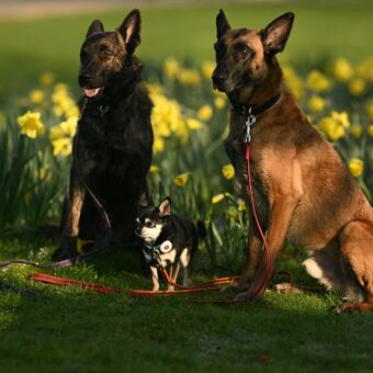 Why Do Large Dog Breeds Have Shorter Lives? New DNA Study Explains