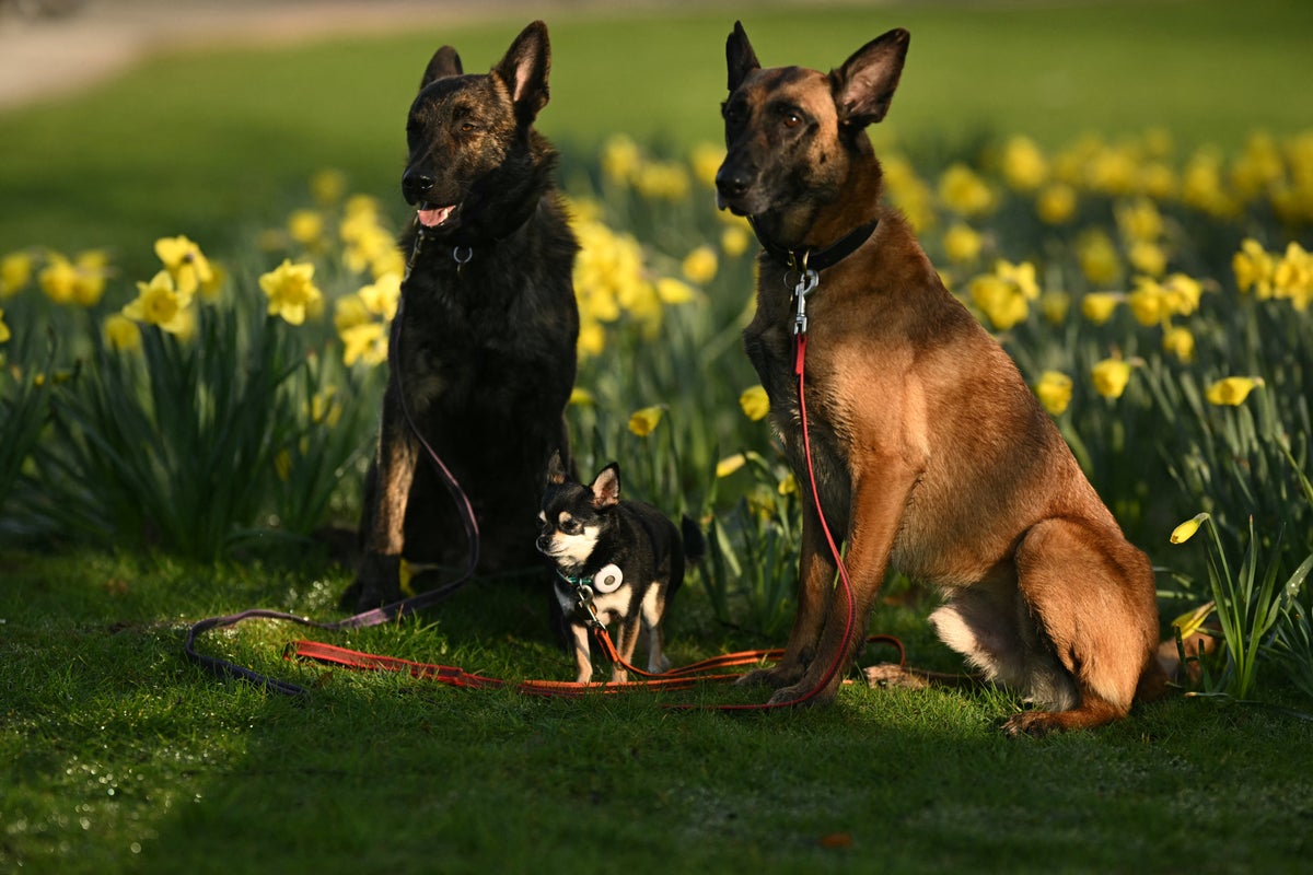 Why Do Large Dog Breeds Have Shorter Lives? New DNA Study Explains Why Do Large Dog Breeds Have Shorter Lives? New DNA Study Explains