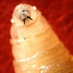 First Case of Flesh-Eating Screwworm Confirmed in US Wildlife as Officials Track Spread First Case of Flesh-Eating Screwworm Confirmed in US Wildlife as Officials Track Spread