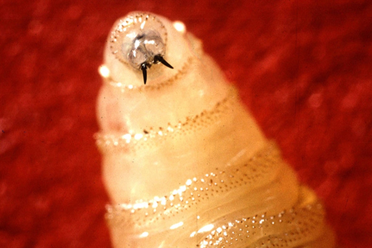 First Case of Flesh-Eating Screwworm Confirmed in US Wildlife as Officials Track Spread