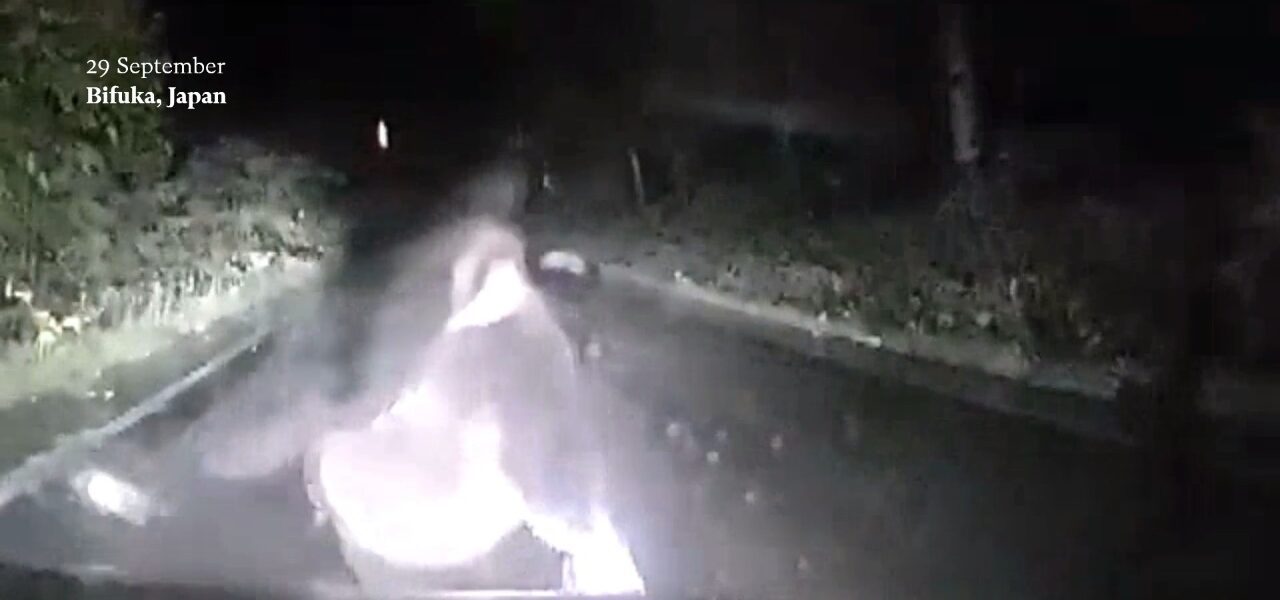 Bear Charges at Car in Japan as Cubs Cross Road, Dashcam Footage Reveals