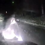 Bear Charges at Car in Japan as Cubs Cross Road, Dashcam Footage Reveals