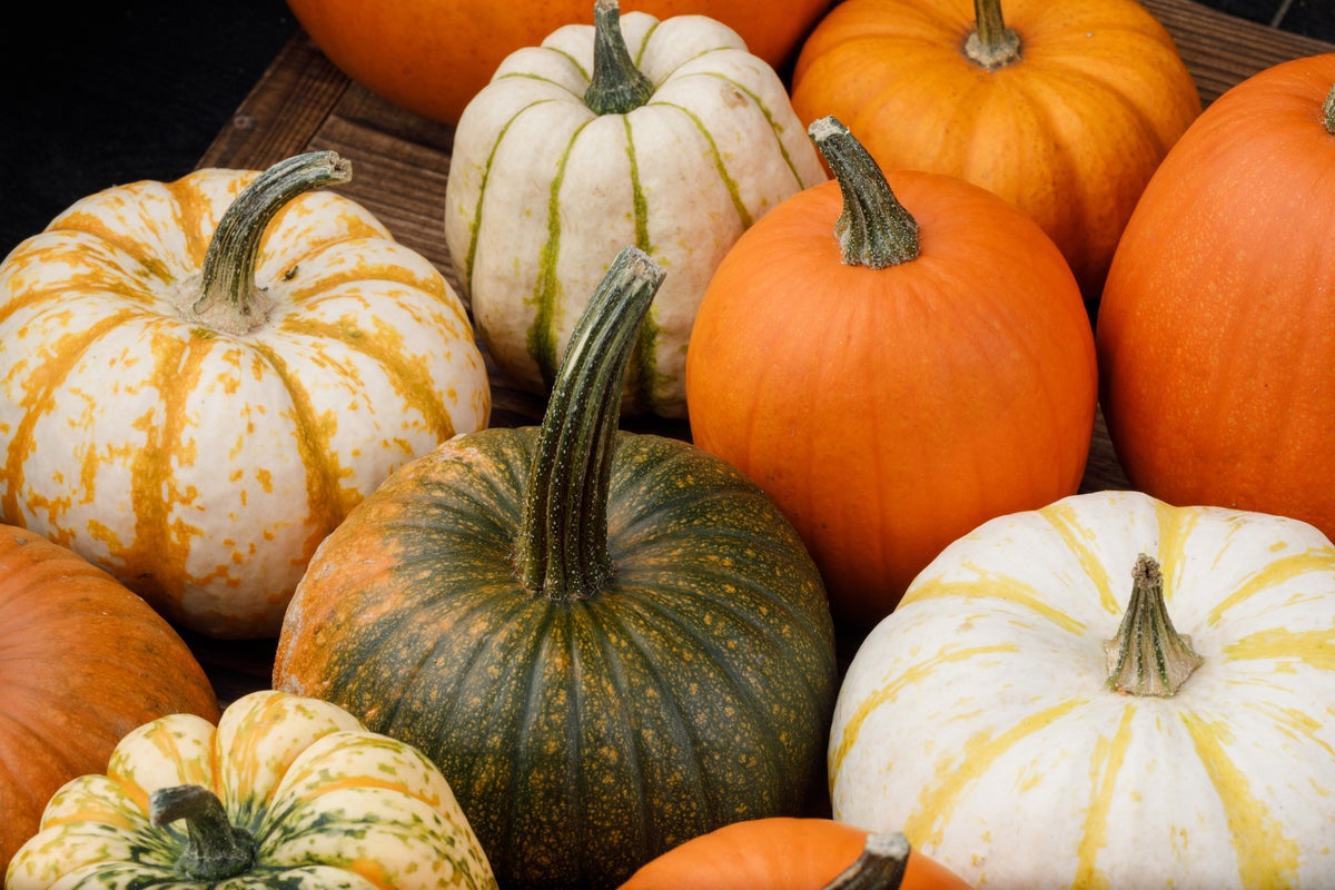 Don’t Toss That Jack-O’-Lantern: Why Your Halloween Pumpkin Is a Nutritional Powerhouse