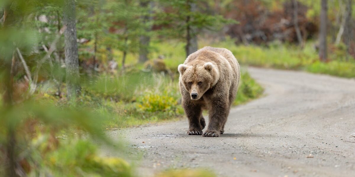 500-Pound Bear Avoids Euthanasia After Crawl Space Stay in Altadena