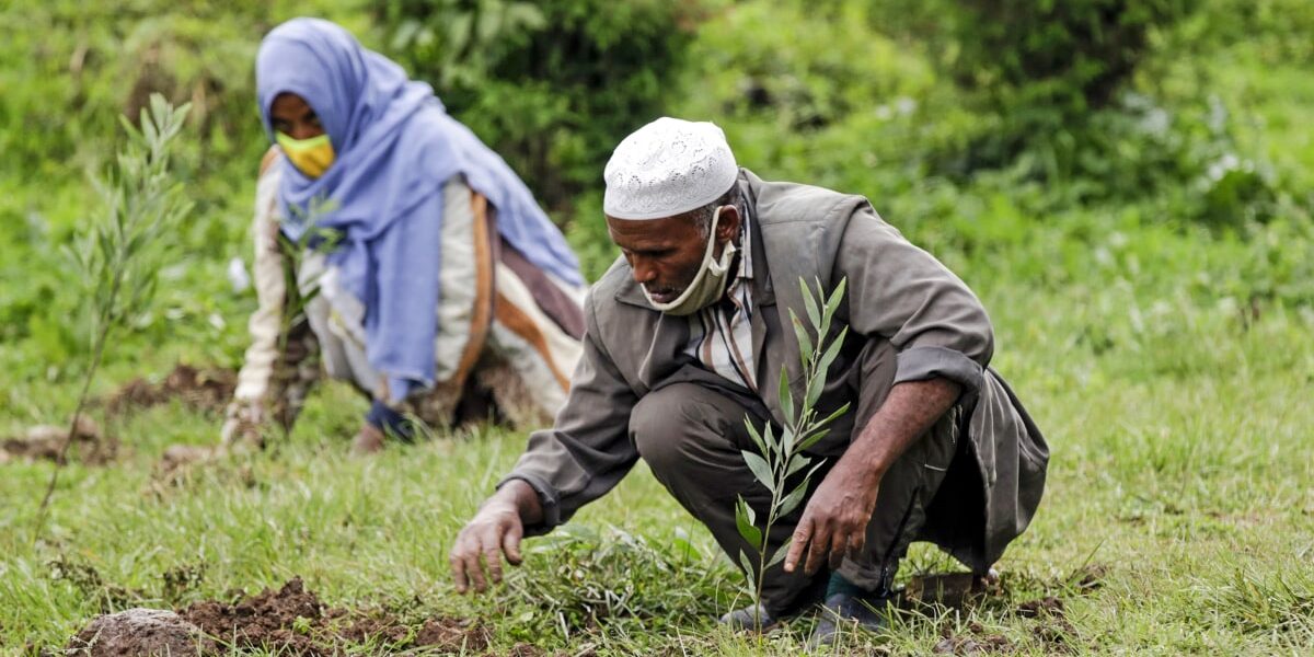 Ethiopia’s 50 Billion Tree Initiative Sparks Hope and Skepticism