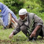 Ethiopia’s 50 Billion Tree Initiative Sparks Hope and Skepticism Ethiopia’s 50 Billion Tree Initiative Sparks Hope and Skepticism
