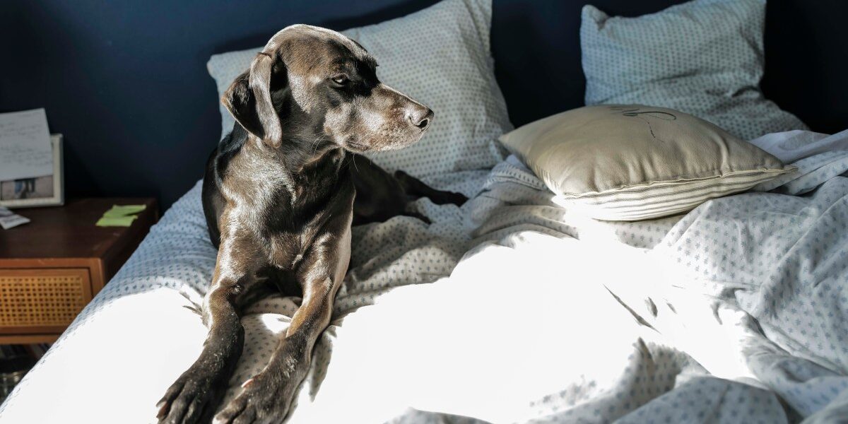 Sleeping with Your Dog Doesn’t Disrupt Rest, Study Finds