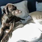 Sleeping with Your Dog Doesn’t Disrupt Rest, Study Finds