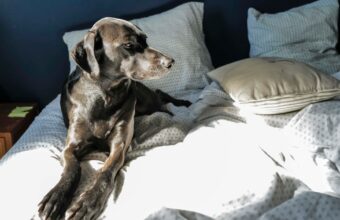 Sleeping with Your Dog Doesn’t Disrupt Rest, Study Finds