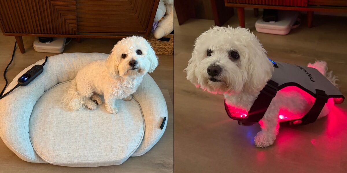 Red Light Therapy for Dogs: Benefits, Risks, and Top Devices to Try Red Light Therapy for Dogs: Benefits, Risks, and Top Devices to Try