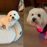 Red Light Therapy for Dogs: Benefits, Risks, and Top Devices to Try