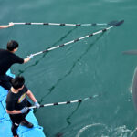 Busan Authorities Scramble to Rescue ‘Bukangi’ After Shark Returns to Canal Busan Authorities Scramble to Rescue ‘Bukangi’ After Shark Returns to Canal