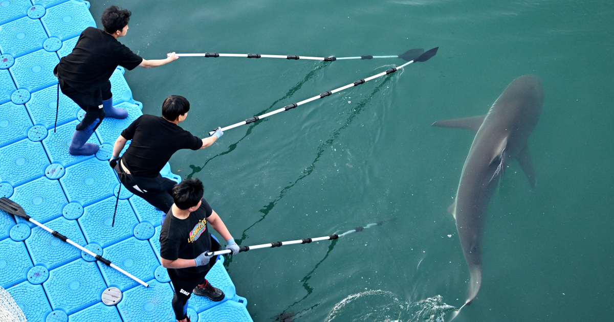 Busan Authorities Scramble to Rescue ‘Bukangi’ After Shark Returns to Canal