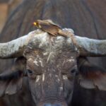 Real-World Halloween Horrors: Nature’s Witches, Zombies, and Blood-Sucking Birds