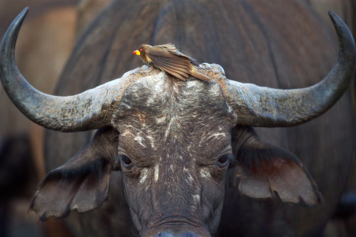 Real-World Halloween Horrors: Nature’s Witches, Zombies, and Blood-Sucking Birds