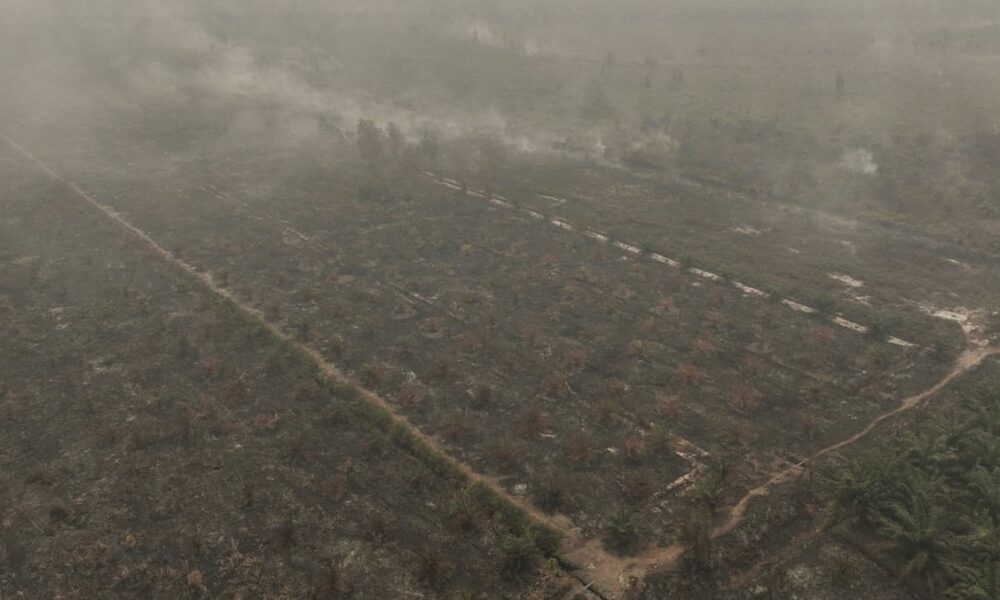 Palm Oil Industry Bolsters Fire Defenses as ‘Godzilla’ El Nino Triggers Regional Haze