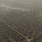 Palm Oil Industry Bolsters Fire Defenses as ‘Godzilla’ El Nino Triggers Regional Haze Palm Oil Industry Bolsters Fire Defenses as ‘Godzilla’ El Nino Triggers Regional Haze