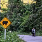 Thailand’s Industrial Boom Threatens Forests and Elephants Over Water Plans