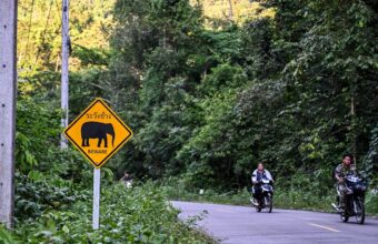 Thailand’s Industrial Boom Threatens Forests and Elephants Over Water Plans