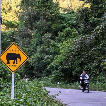 Thailand’s Industrial Boom Threatens Forests and Elephants Over Water Plans