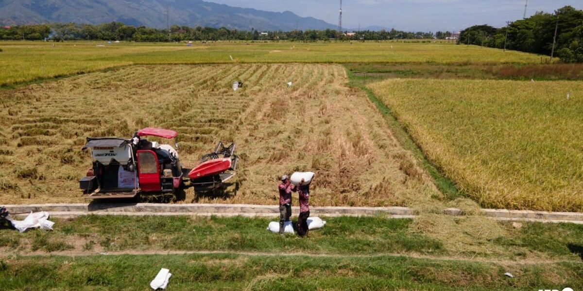 Indonesia Halts Forest Clearing for Rice Expansion, Cites Self-Sufficiency Indonesia Halts Forest Clearing for Rice Expansion, Cites Self-Sufficiency