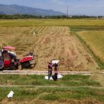 Indonesia Halts Forest Clearing for Rice Expansion, Cites Self-Sufficiency Indonesia Halts Forest Clearing for Rice Expansion, Cites Self-Sufficiency