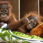 Rescued Sumatran Baby Orangutan Repatriated from India to Indonesia Rescued Sumatran Baby Orangutan Repatriated from India to Indonesia