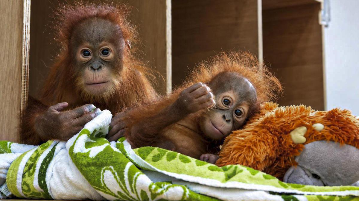 Rescued Sumatran Baby Orangutan Repatriated from India to Indonesia