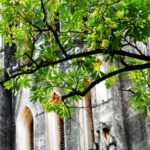 Hanoi Prunes Iconic ‘Milk Flower’ Trees Following Resident Complaints Over Scent Hanoi Prunes Iconic ‘Milk Flower’ Trees Following Resident Complaints Over Scent