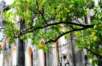 Hanoi Prunes Iconic ‘Milk Flower’ Trees Following Resident Complaints Over Scent