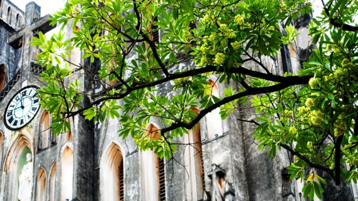 Hanoi Prunes Iconic ‘Milk Flower’ Trees Following Resident Complaints Over Scent