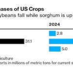 China Resumes U.S. Soybean Purchases Following Presidential Summit