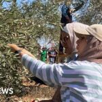 Escalating Violence and Theft Disrupt Palestinian Olive Harvest in West Bank