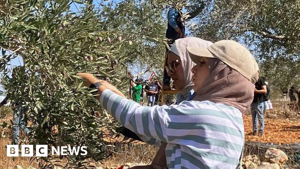 Escalating Violence and Theft Disrupt Palestinian Olive Harvest in West Bank Escalating Violence and Theft Disrupt Palestinian Olive Harvest in West Bank