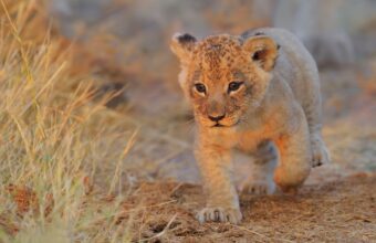 Trump and Sheinbaum Near ‘Great’ Trade Deal Amid Ongoing Negotiations