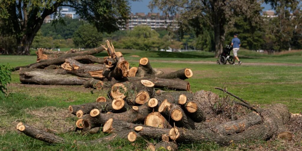 POLICY WIRE FACT CHECK: Investigating Claims Regarding Tree Removal at D.C. Golf Courses POLICY WIRE FACT CHECK: Investigating Claims Regarding Tree Removal at D.C. Golf Courses