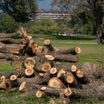 POLICY WIRE FACT CHECK: Investigating Claims Regarding Tree Removal at D.C. Golf Courses POLICY WIRE FACT CHECK: Investigating Claims Regarding Tree Removal at D.C. Golf Courses