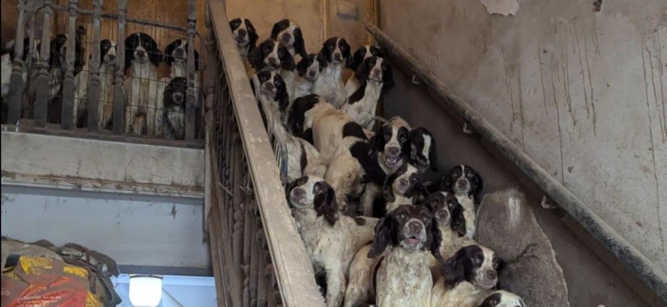 Man Found Guilty of Neglecting 84 Dogs in Filthy Home in South Yorkshire