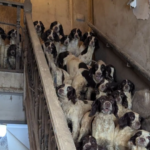 Man Found Guilty of Neglecting 84 Dogs in Filthy Home in South Yorkshire Man Found Guilty of Neglecting 84 Dogs in Filthy Home in South Yorkshire