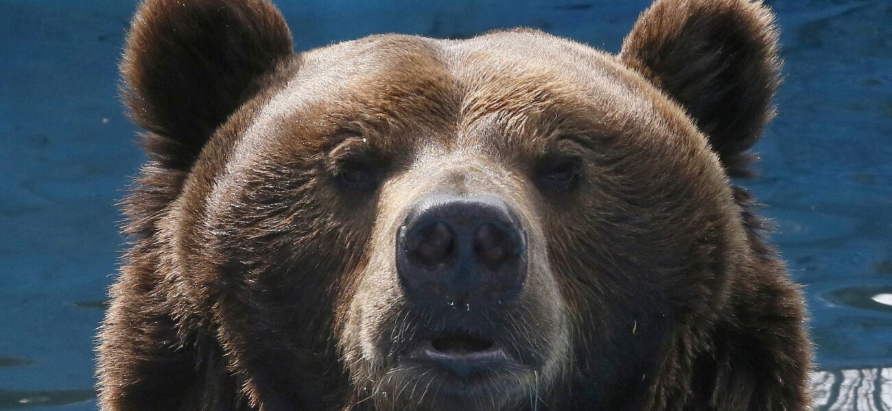 Russia Initiates Urgent Bear Population Control Following Deadly Spike in Attacks