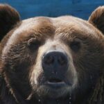 Russia Initiates Urgent Bear Population Control Following Deadly Spike in Attacks