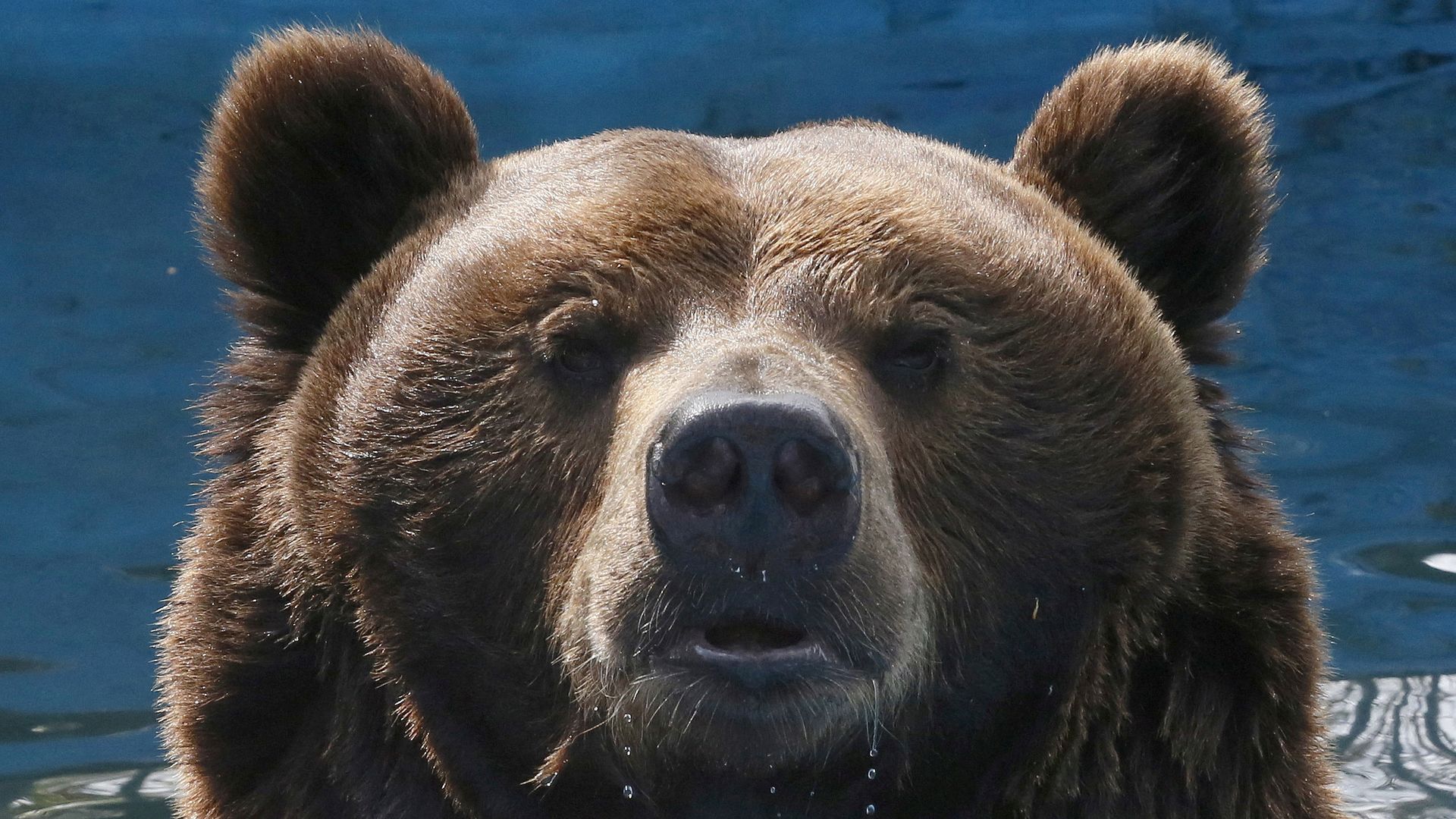 Russia Initiates Urgent Bear Population Control Following Deadly Spike in Attacks